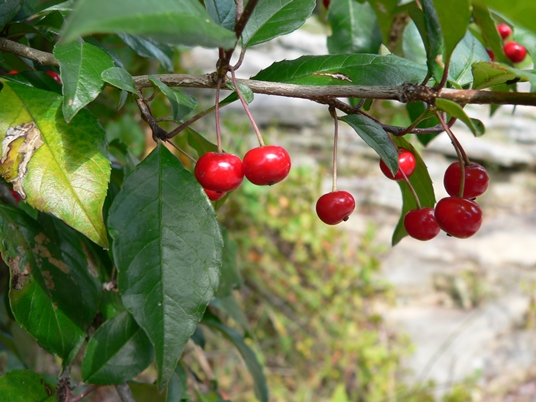{Ilex longipes}